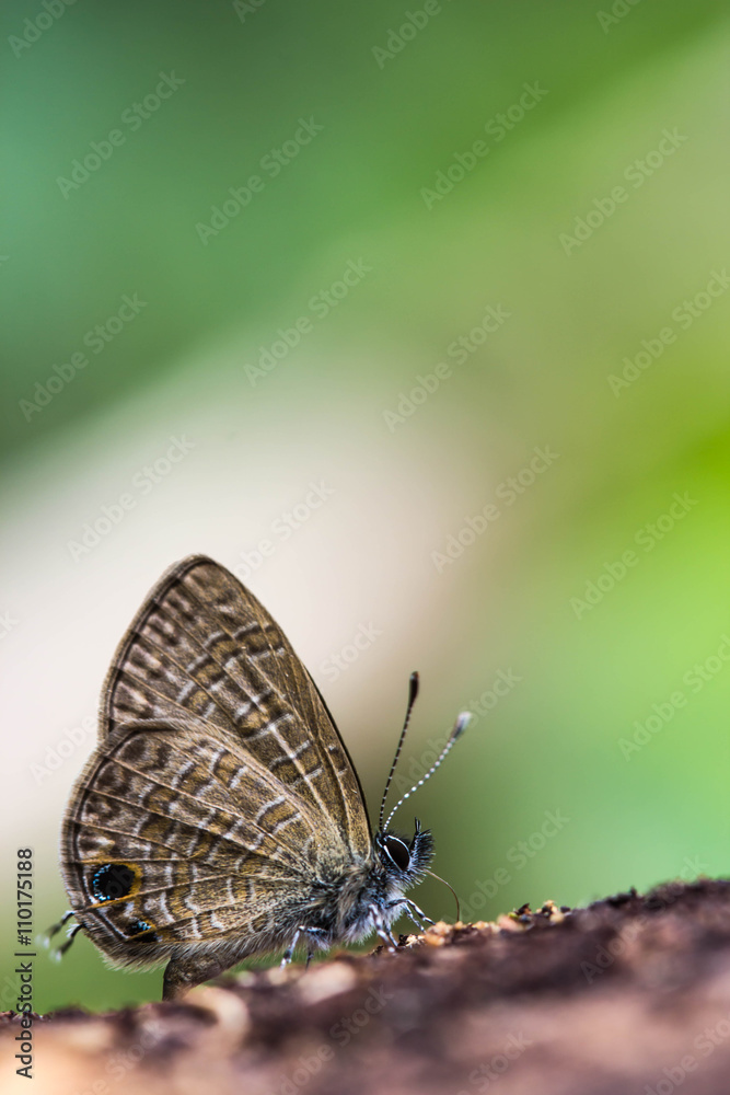 cute butterfly on nature background cute butterfly on nature background