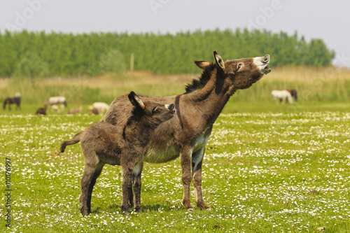 Mother and baby donkeys  bray
