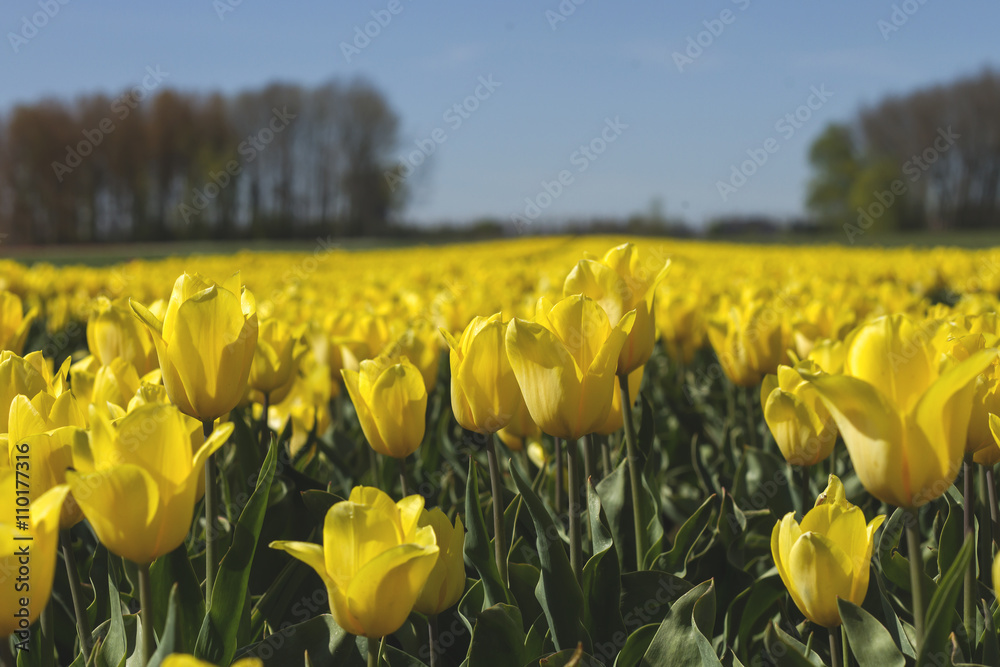 Obraz premium yellow tulips field 