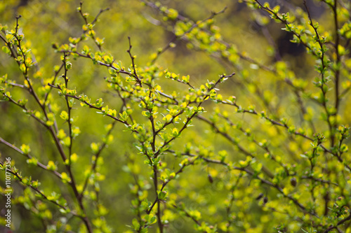 Spring blurred bokeh background