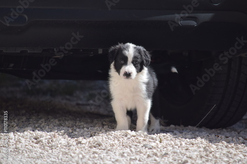 Chiot border collie baillant photo