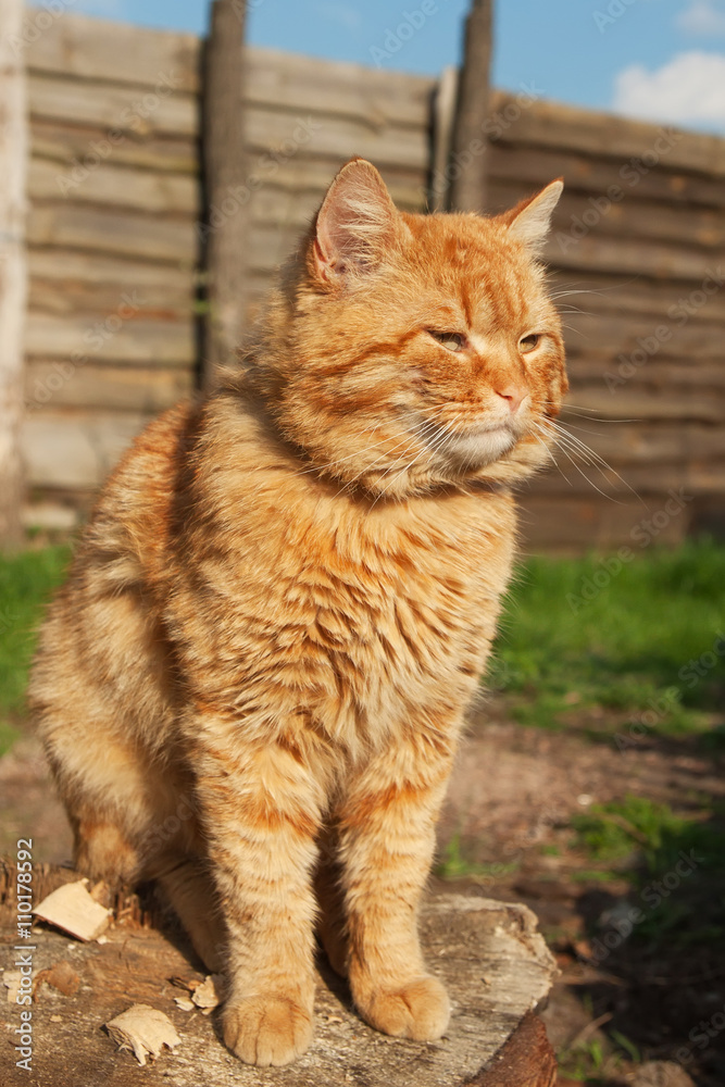 red angry cat lying near fence in forest