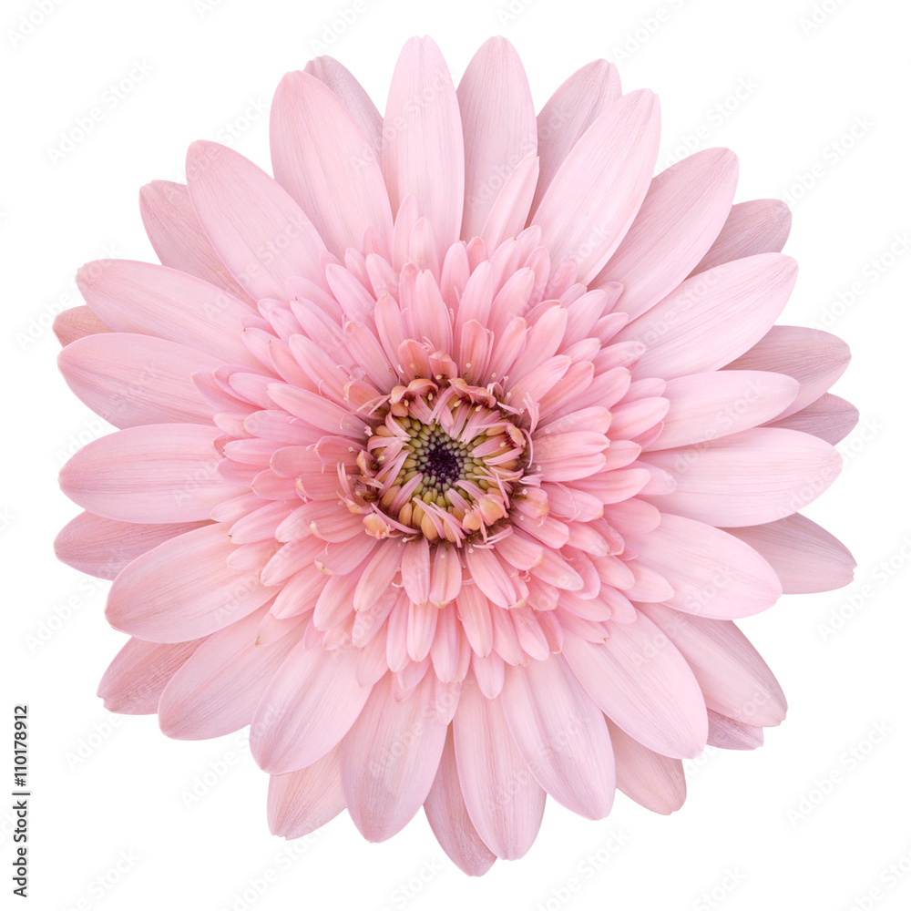 pink gerbera flower isolated on white with clipping path pink gerbera flower isolated on white with clipping path