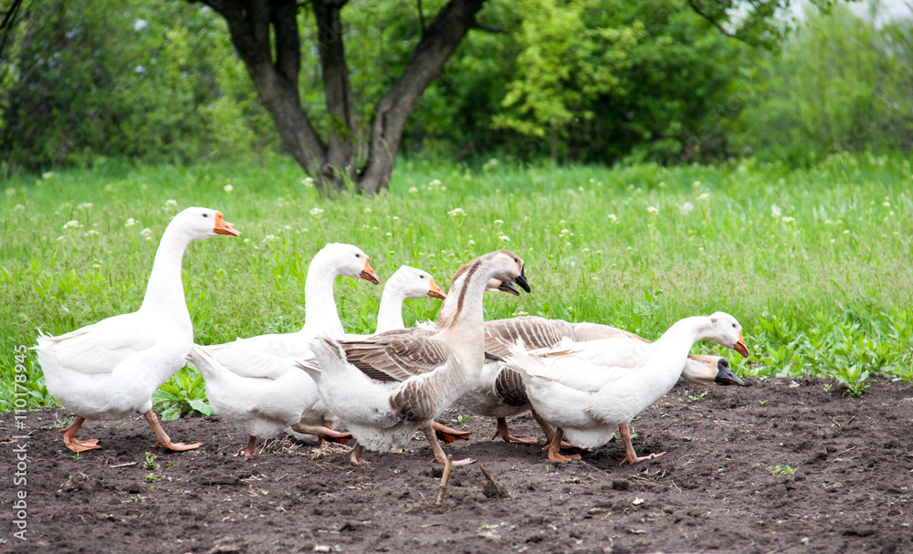 flock of geese grazing on green grass in the village flock of geese grazing on green grass in the village