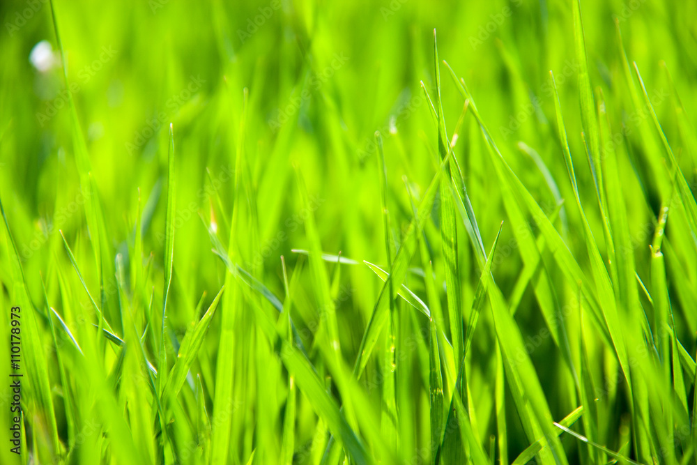 young green grass as a background close-up macro young green grass as a background close-up macro