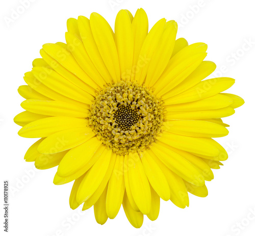 yellow gerbera flower isolated on white with clipping path