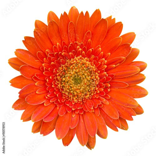 orange gerbera flower isolated on white with clipping path