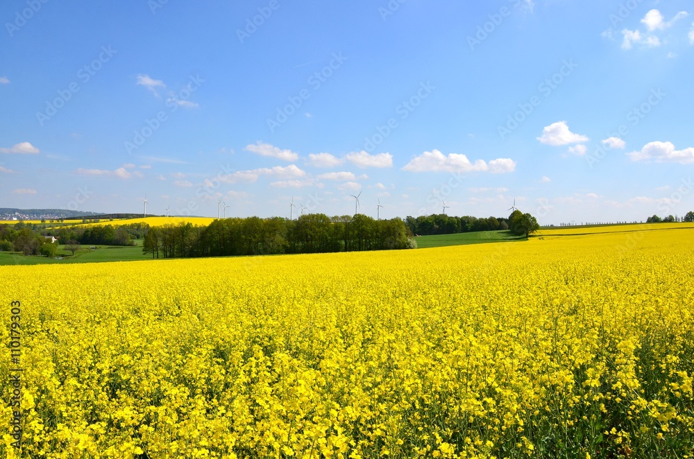 Fototapeta premium Rapsfeld in Blüte - Rapsblüte