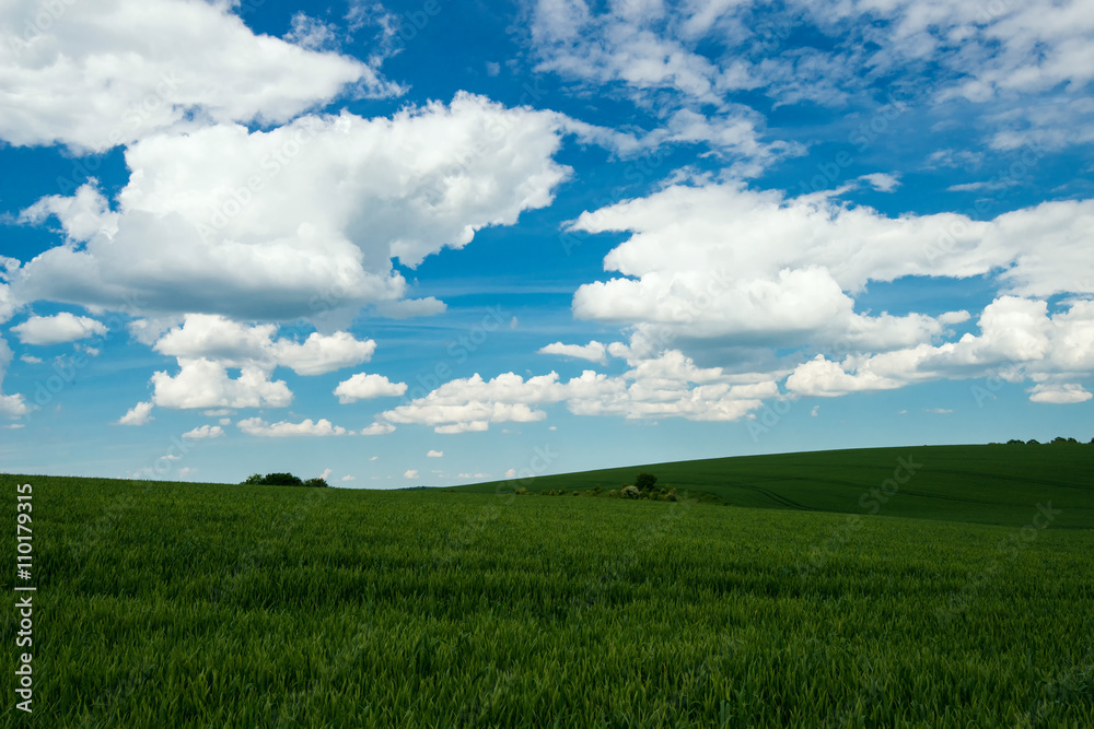 green field of wheat and spring blue sky with white clouds green field of wheat and spring blue sky with white clouds