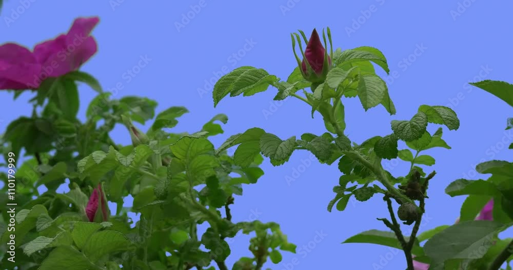 Violet Rose Buds Flowers of a Rose Bush Green Oval Leaves Bush is