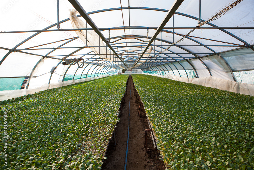 Young plants growing in a very large plant nursery, greenhouse Young plants growing in a very large plant nursery, greenhouse