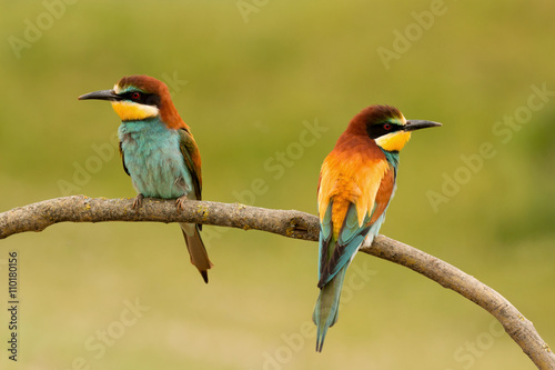 Pair of bee-eaters