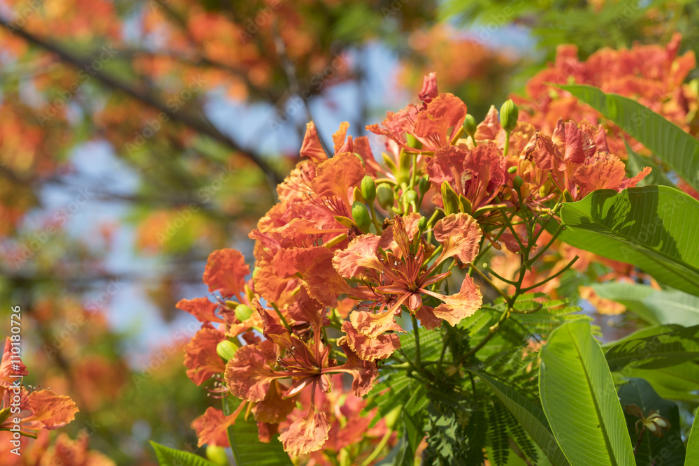 blooming peacock flower of flame tree blooming peacock flower of flame tree