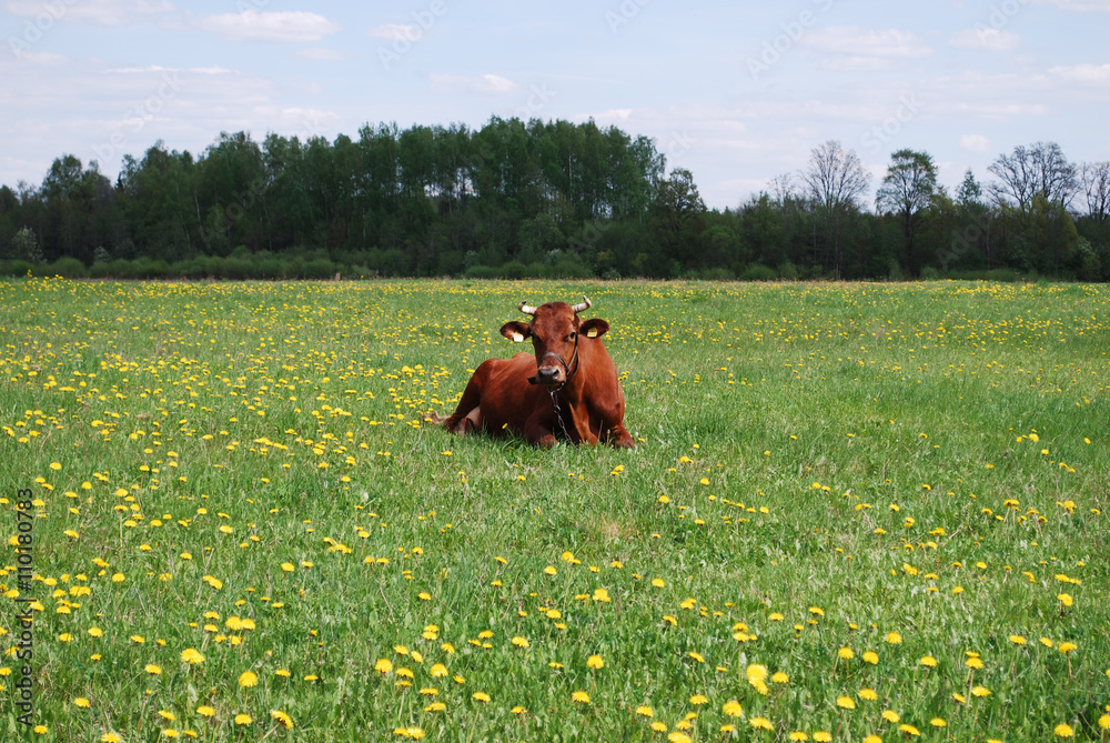 Naklejka premium Brown cow lying on the meadow. Spring dandelions bloom.