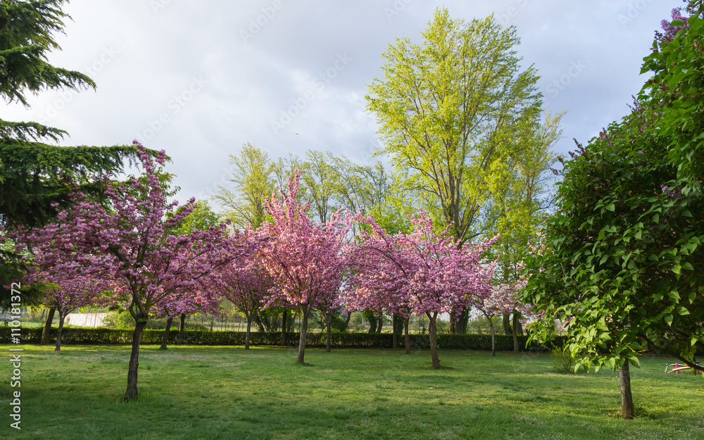 species de cerezos y ciruelos japoneses floreciendo en distintos tonos de color y rosa en primavera. Dentro de un parque con alamos verdes y enmarcados entre un pino a beto y un arbusto de lilas