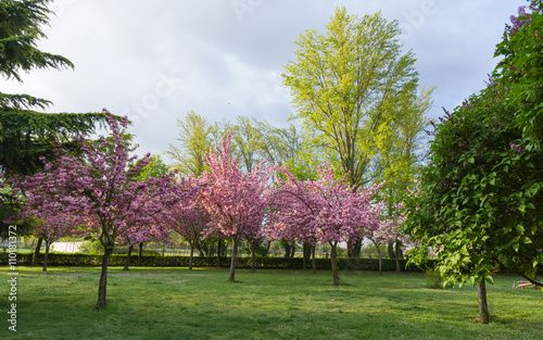 species de cerezos y ciruelos japoneses floreciendo en distintos tonos de color y rosa en primavera. Dentro de un parque con alamos verdes y enmarcados entre un pino a beto y un arbusto de lilas photo