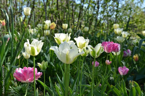 Fototapeta Naklejka Na Ścianę i Meble -  Bunte Tulpen blühen im Garten