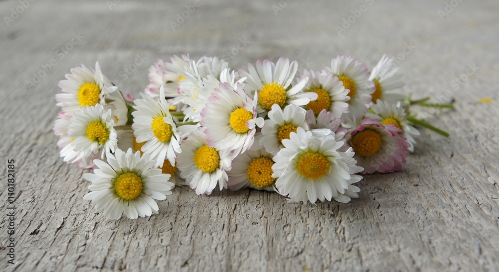 Obraz premium Gänseblümchen, Bellis perennis, Phytotherapie