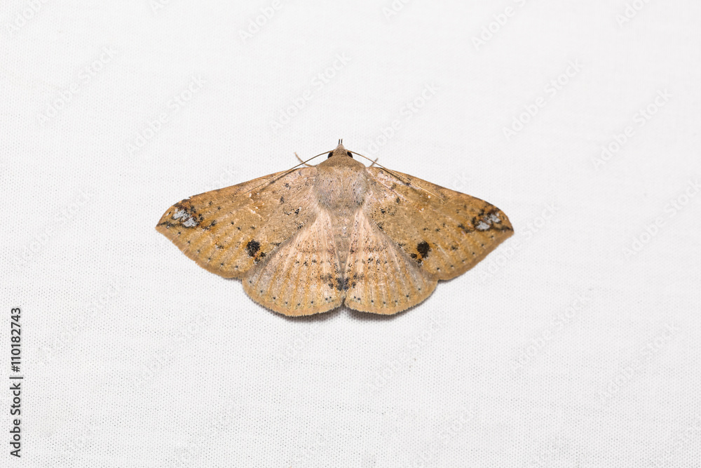 Obraz premium Erebid moth on white screen