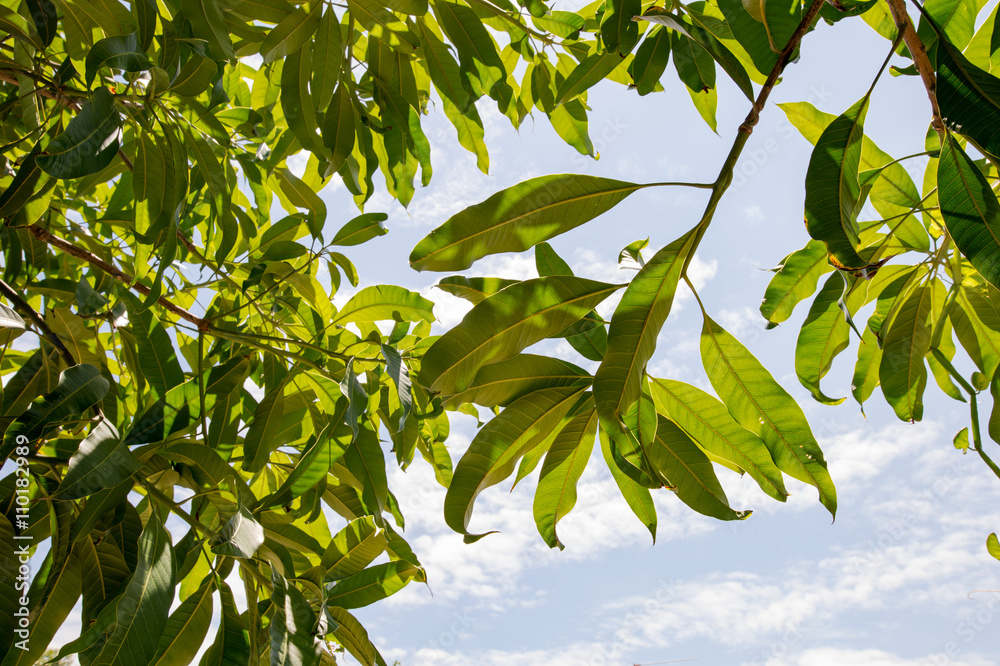 Under the shade of a mango tree