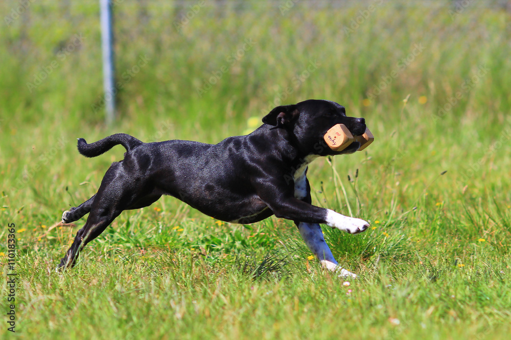 obedience dog staffordshire bull terrier obedience dog staffordshire bull terrier