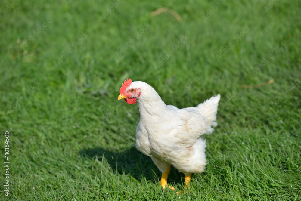 Picture of a white feathers chicken standing in a green grass. L