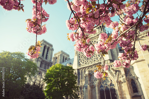 Valokuvatapetti cerisier en fleur en ville