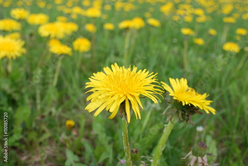 Yellow dandelions are blooming on the field. Springtime.