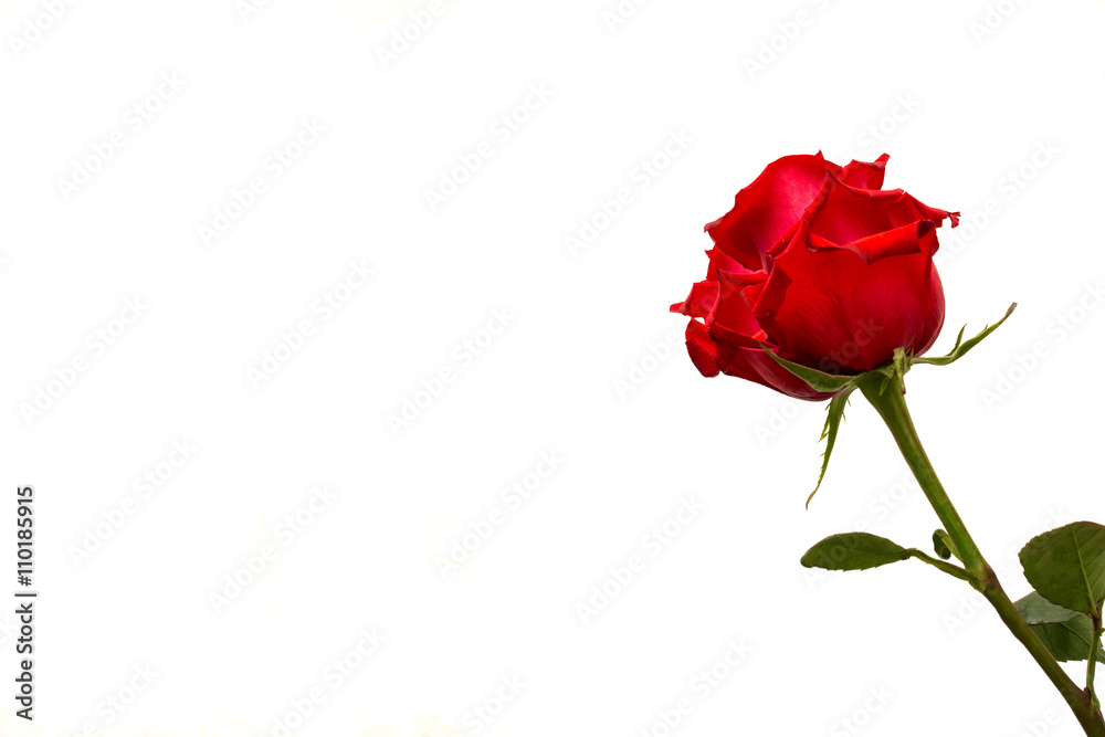 red rose isolated on a white background red rose isolated on a white background