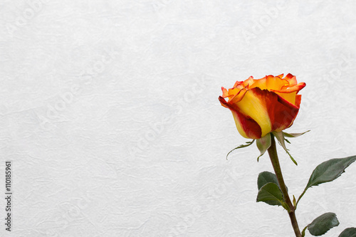 Fototapeta Naklejka Na Ścianę i Meble -  yellow-red rose