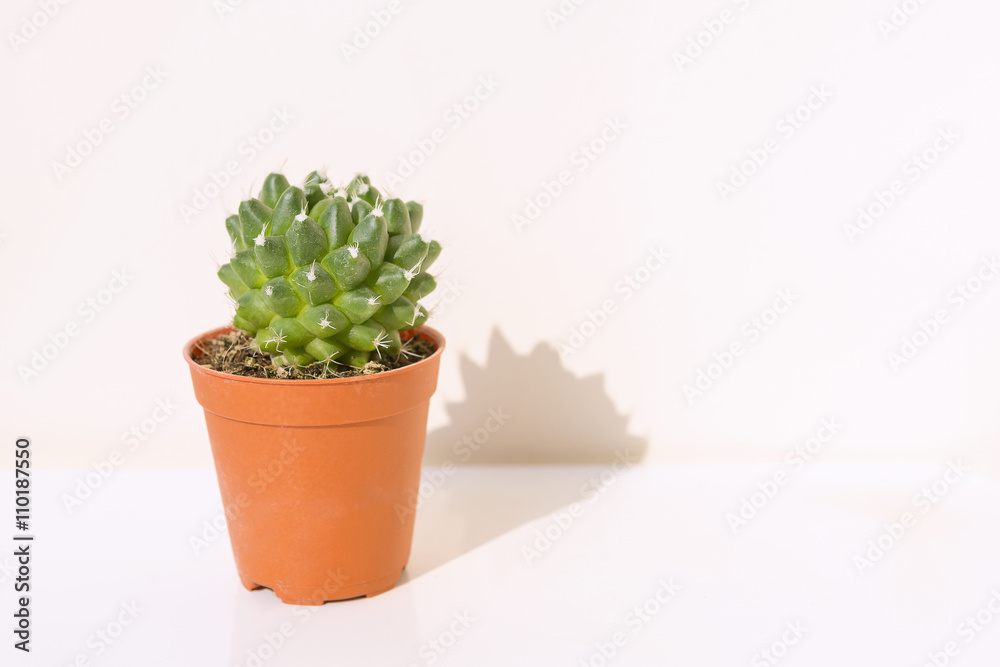 the isolate of cactus on the white background and shadow the isolate of cactus on the white background and shadow