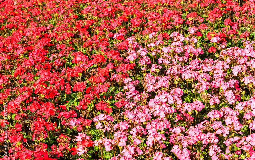 Fototapeta premium Flower and vegetable background