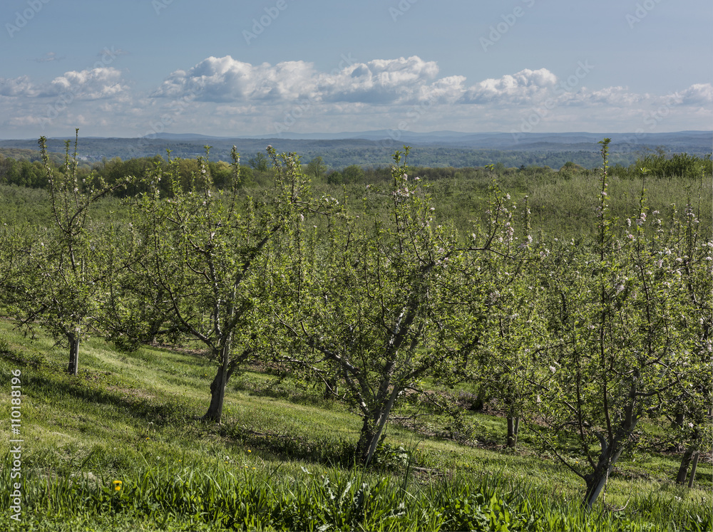 New York Apple Orchard: A sunny Apple orchard in Ulster County, New York with Hudson Valley in background