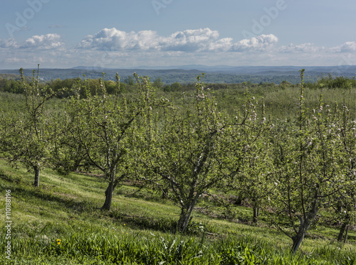 New York Apple Orchard: A sunny Apple orchard in Ulster County, New York with Hudson Valley in background