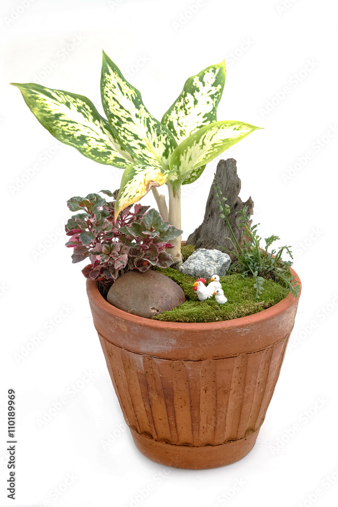 Miniature garden in a pot isolate on white