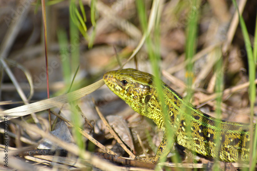 Head lizards among the grass.