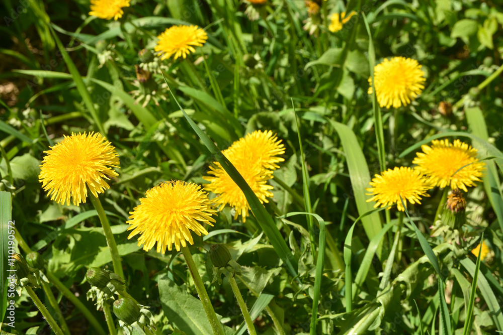 Yellow dandelions in green grass. Yellow dandelions in green grass.
