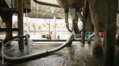 Milk production. Milking of cows by using modern milking machine. photo