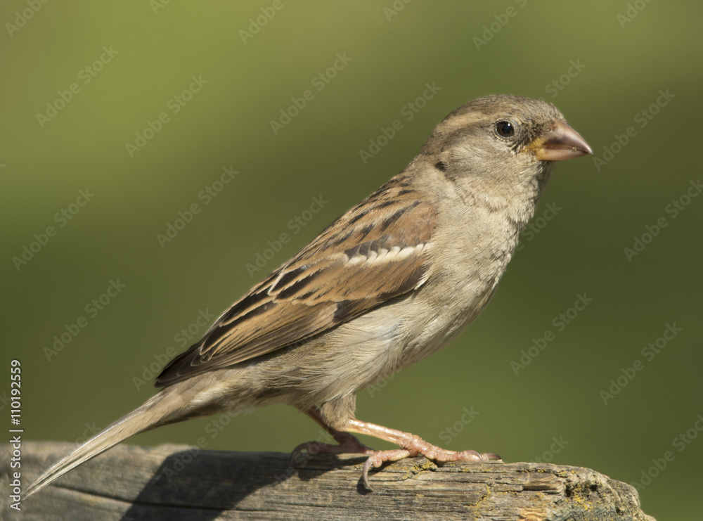 house sparrow house sparrow