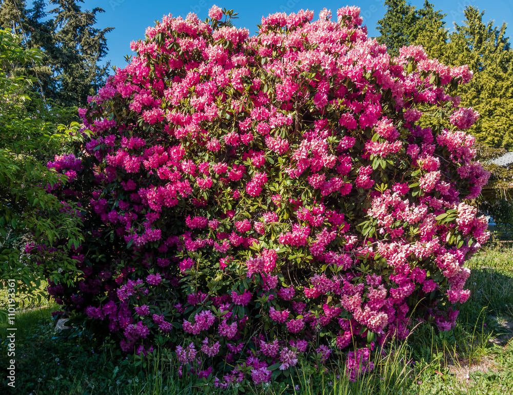 Giant Rhododendrons of Burien 2