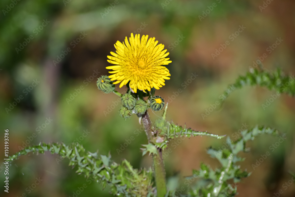 One yellow flower One yellow flower