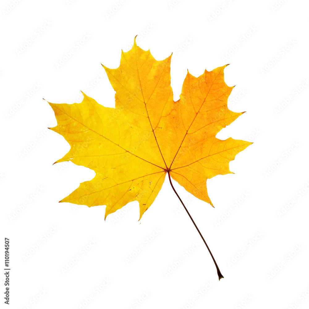 Autumn orange maple leaf Autumn orange maple leaf