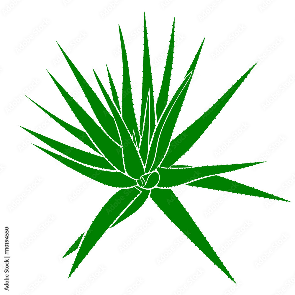 Fototapeta premium Drawing of an Aloe Vera plant, vector illustration