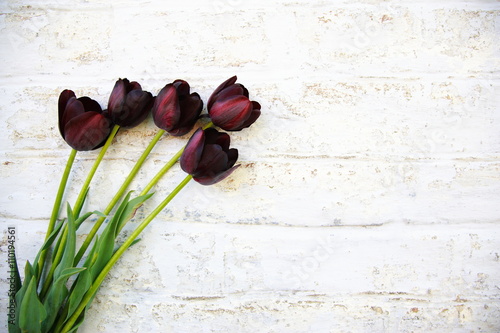 Fototapeta Naklejka Na Ścianę i Meble -  фиолетовые тюльпаны на фоне белой кирпичной стены