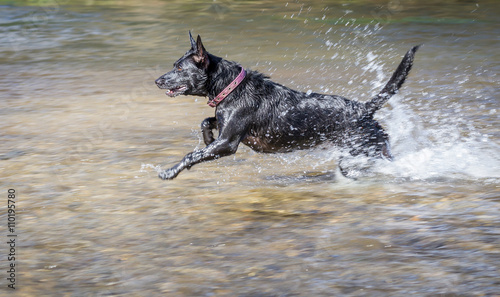 happy dog running playing in river
