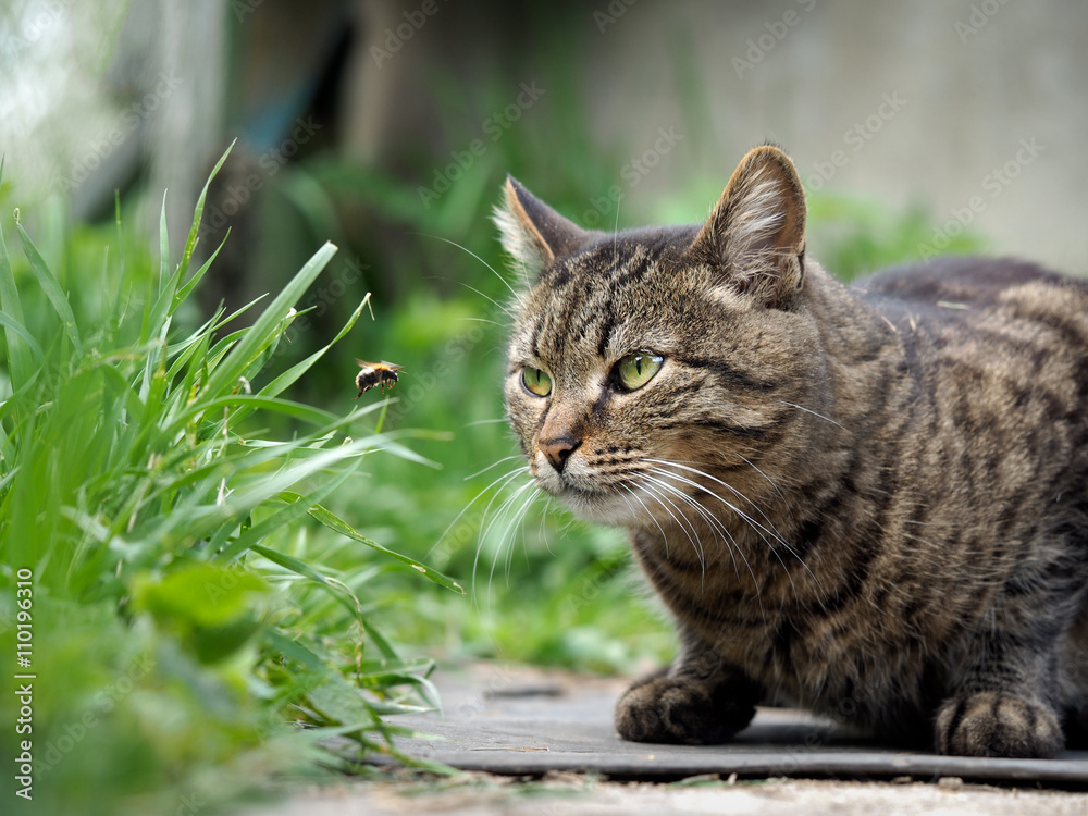 The cat is watching the flight of the bumblebee. Cat large, gray, striped. Conceptually - animals outdoor recreation. Cat hunts for insects. Insect bites and allergies in animals The cat is watching the flight of the bumblebee. Cat large, gray, striped. Conceptually - animals outdoor recreation. Cat hunts for insects. Insect bites and allergies in animals