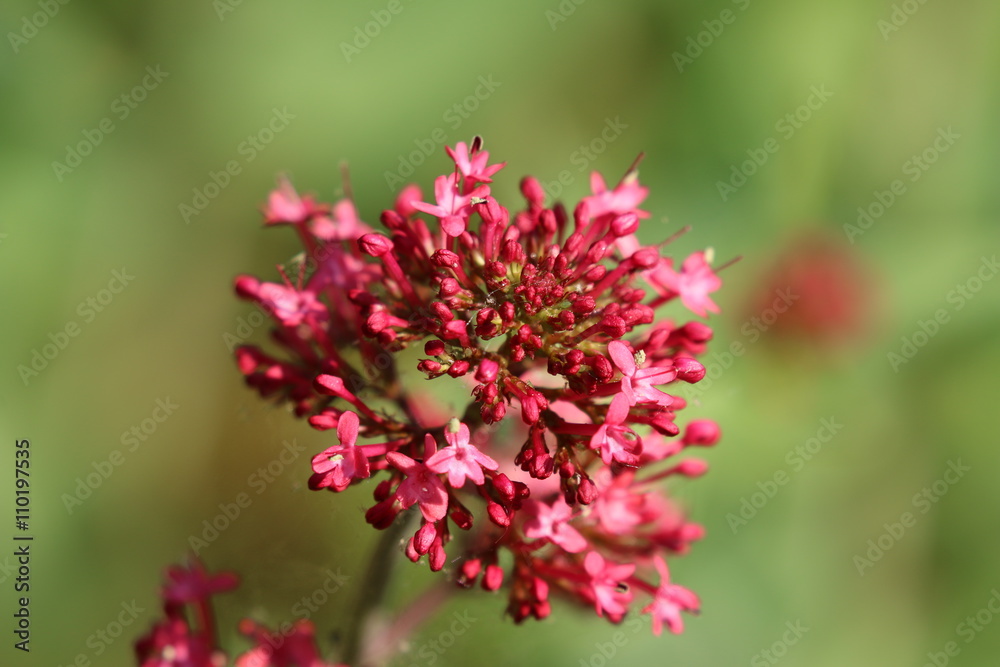Spornblume Spornblume