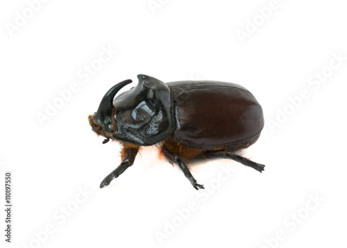 rhinoceros beetle © kvladimirv