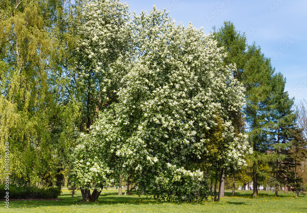 Spring morning with blossom trees in the park in sunny day Spring morning with blossom trees in the park in sunny day