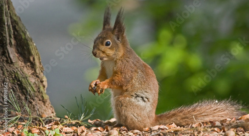 Eating squirrel in the forest. Eurasian red squirrel (Sciurus vulgaris).